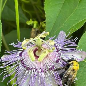 Meet your Posher, Rayna